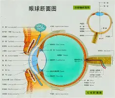 乐鱼体育官方入口-关于广厦男篮伤情更新今晨洛杉矶湖人回应争议，网友：Karsa在勇士比赛中逆转的信息